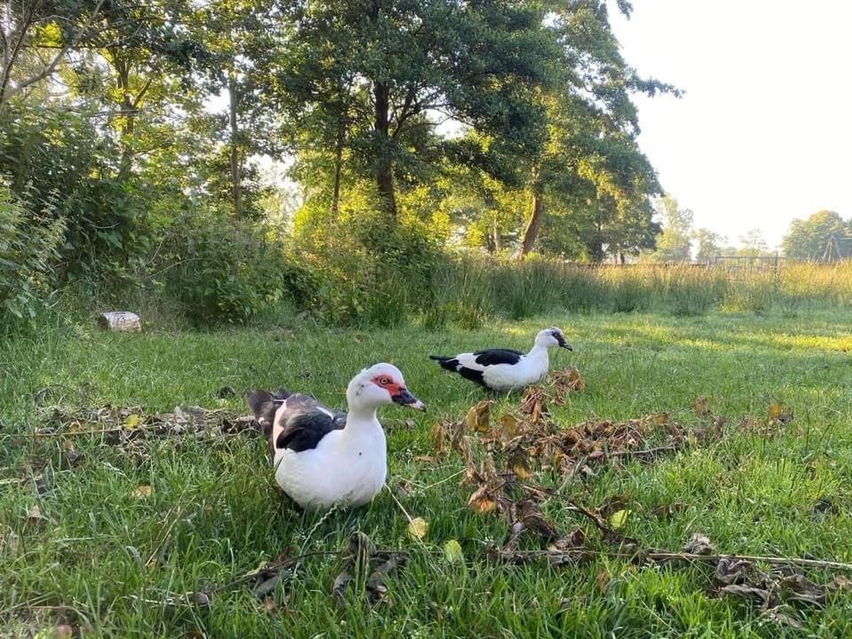 Pipowagens Bij Pannenkoekenrestaurant & Camping De Koppenjan 'Een Uniek Verblijf Met Kinderspeelboerderij' Jubbega-Schurega Extérieur photo